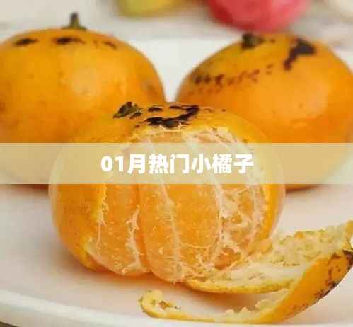 最新热门小橘子,一月抢先看!