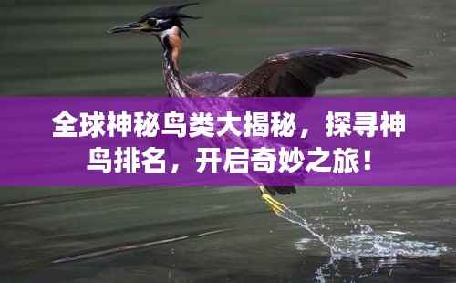全球神秘鸟类大揭秘，探寻神鸟排名，开启奇妙之旅！